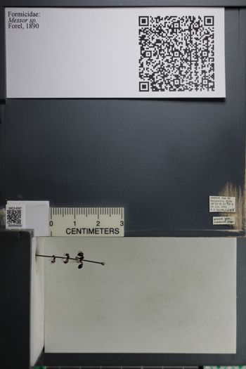 Media type: image;   Entomology 594650